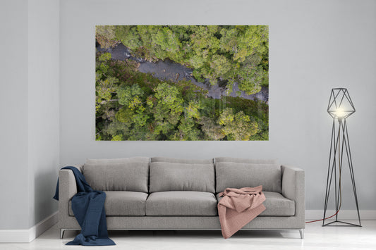 Windin Creek in the Rainforest #2 - Acrylic Print