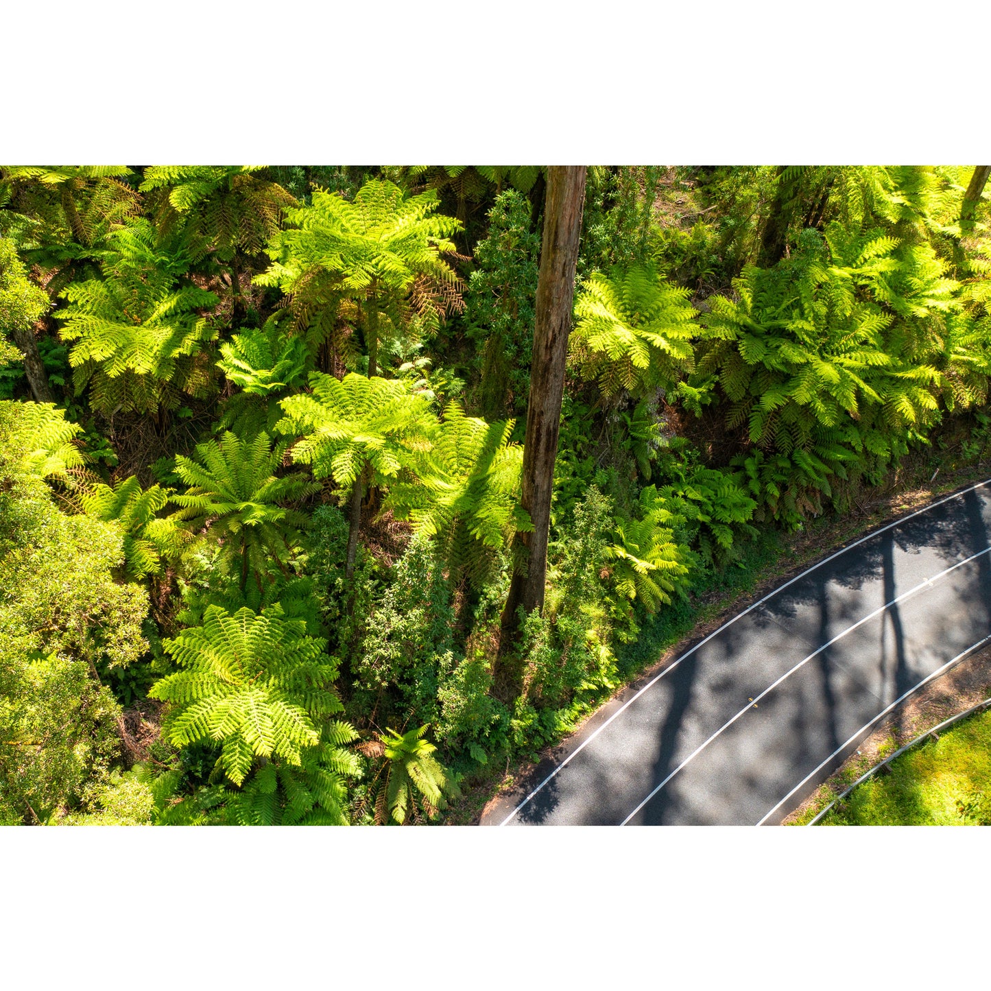 Black Spur Road #2 - Framed Print