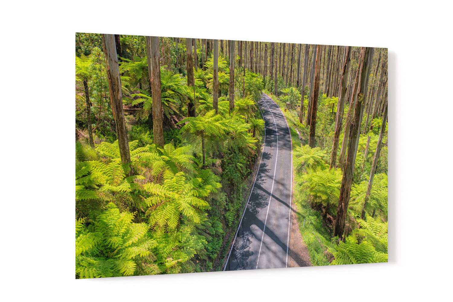 Black Spur Road #3 - Acrylic Print