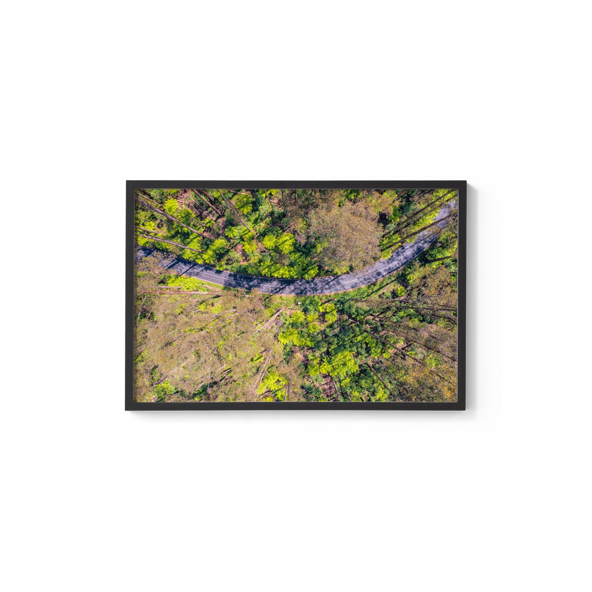 Black Spur Ribbon - Framed Print