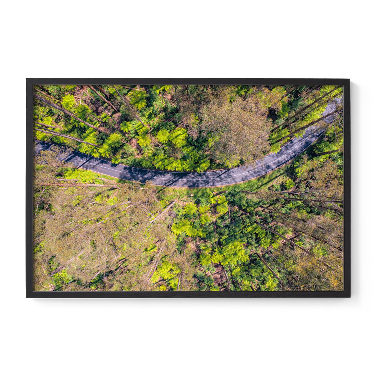 Black Spur Ribbon - Framed Print