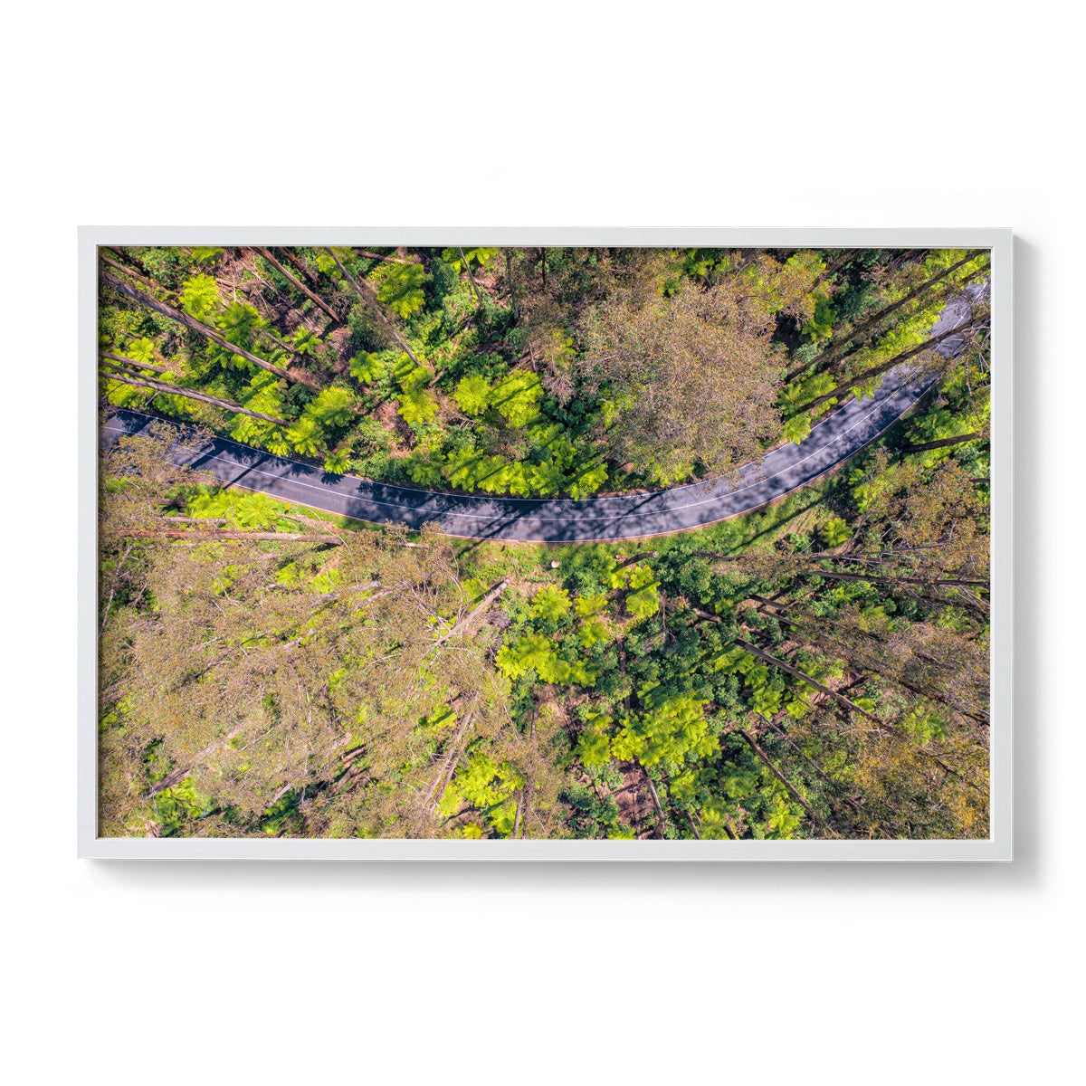 Black Spur Ribbon - Framed Print