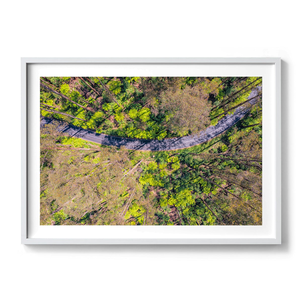 Black Spur Ribbon - Framed Print