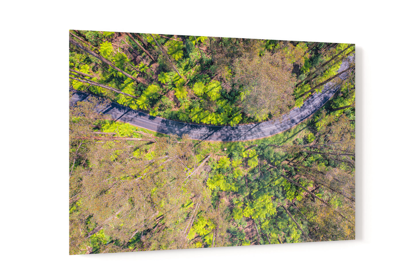 Black Spur Ribbon - Acrylic Print