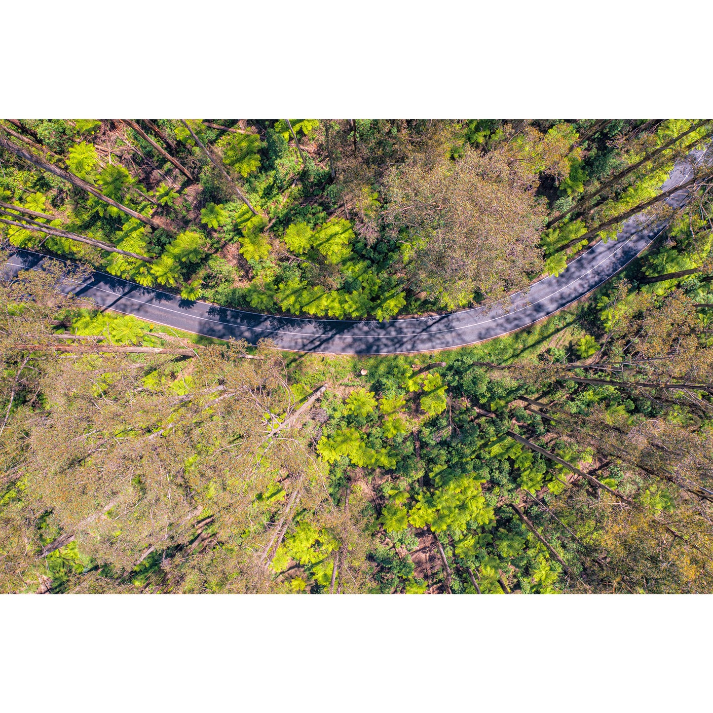 Black Spur Ribbon - Acrylic Print