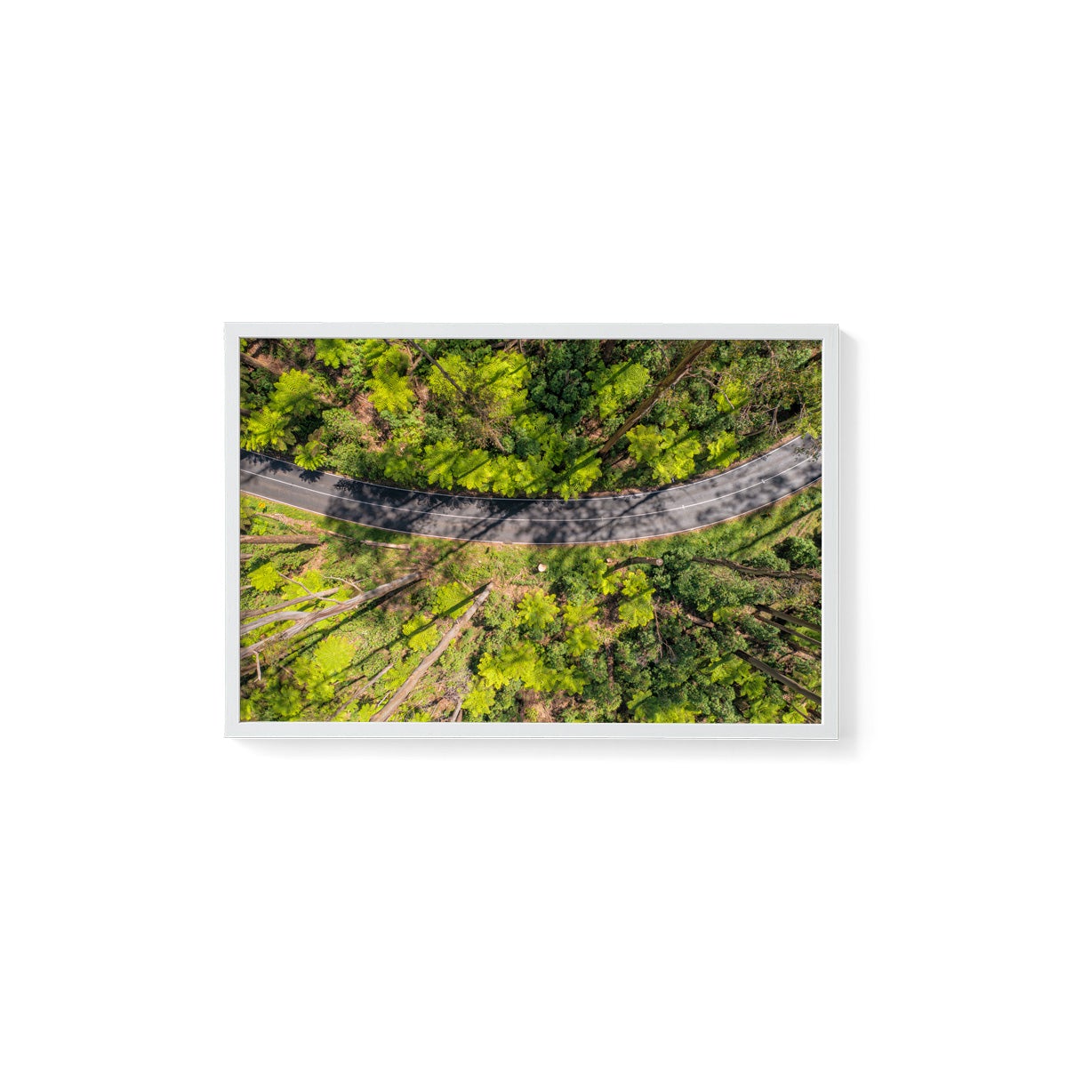 Black Spur Ribbon #2 - Framed Print