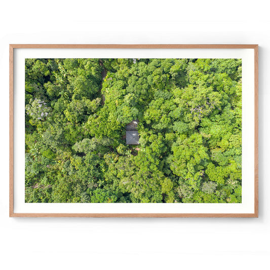 Black Palm Cape Tribulation - Framed Print