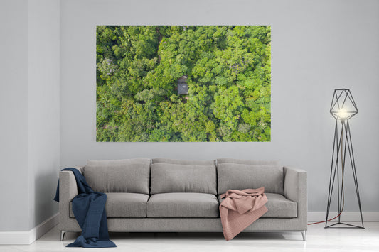 Black Palm Cape Tribulation - Acrylic Print