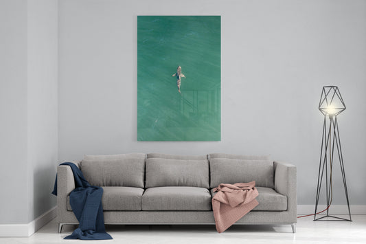 Shark! Riddell Beach - Acrylic Print