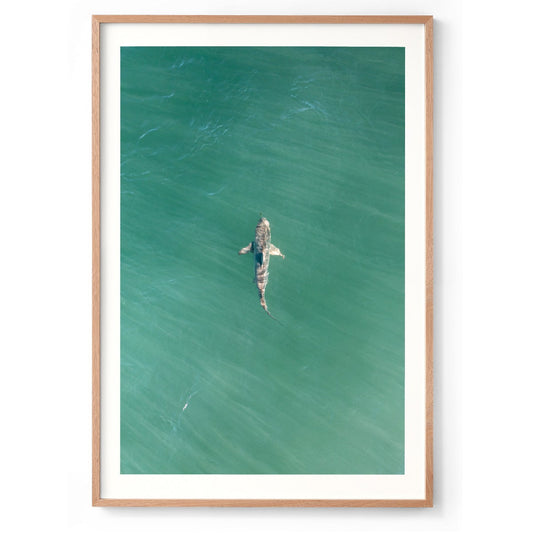 Shark! Riddell Beach - Framed Print