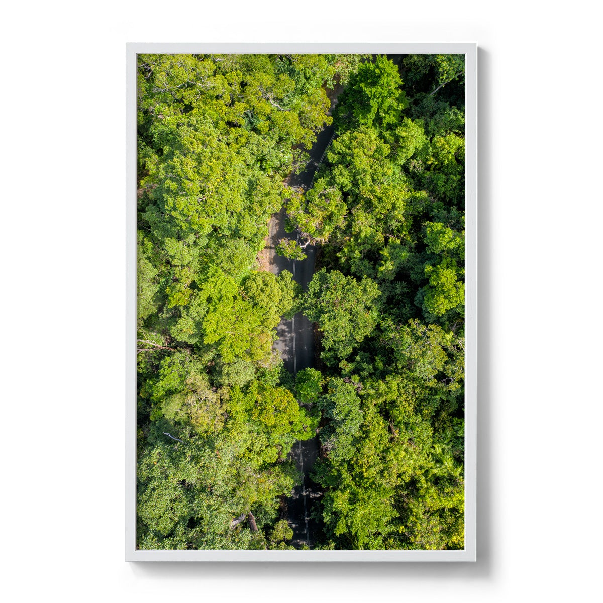 Cape Tribulation Road #2 - Framed Print