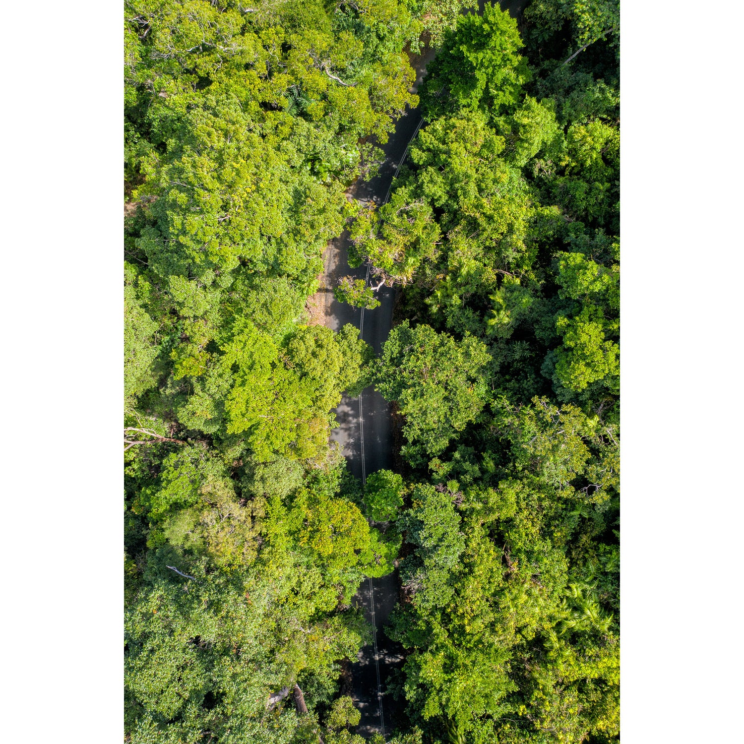 Cape Tribulation Road #2 - Framed Print