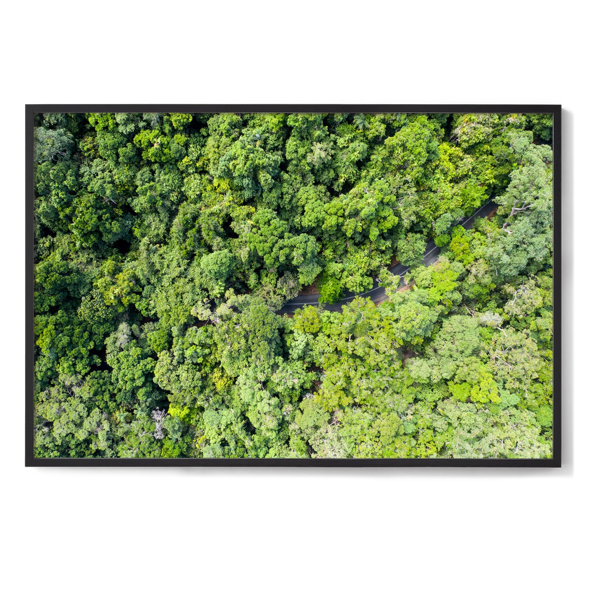 Cape Tribulation Road #3 - Framed Print