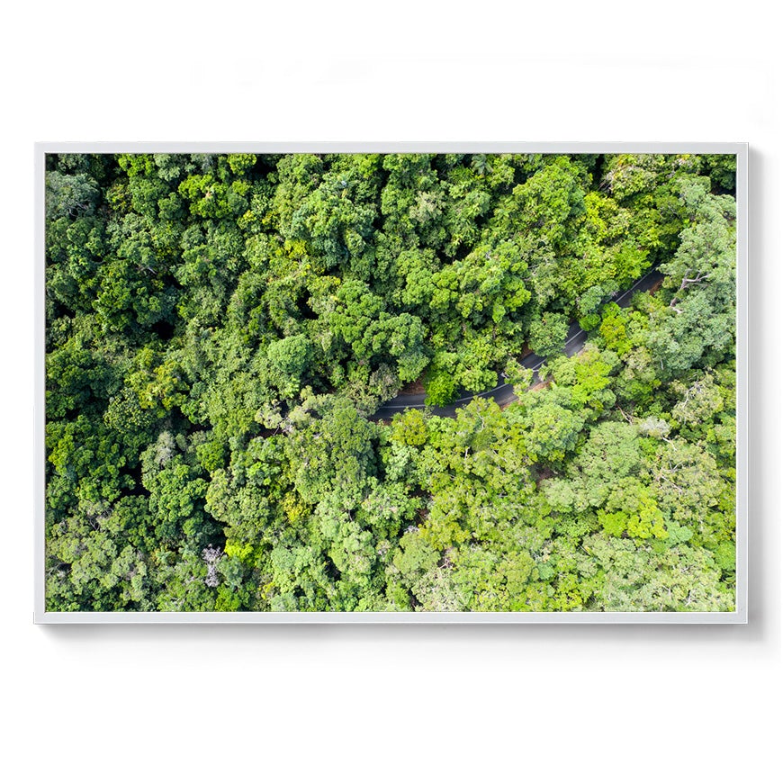 Cape Tribulation Road #3 - Framed Print