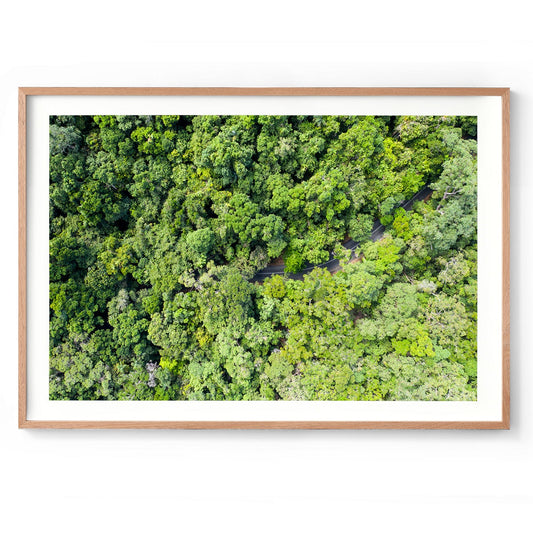 Cape Tribulation Road #3 - Framed Print