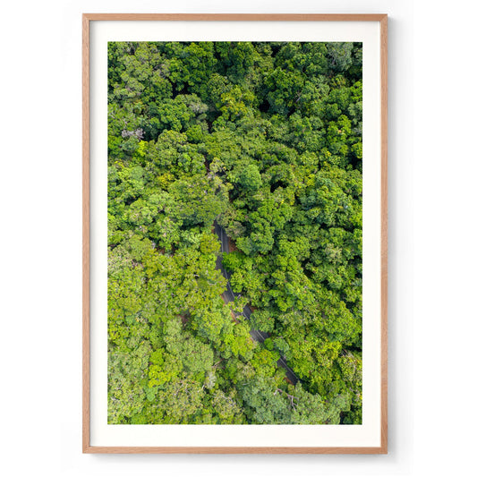 Cape Tribulation Road #1 - Framed Print