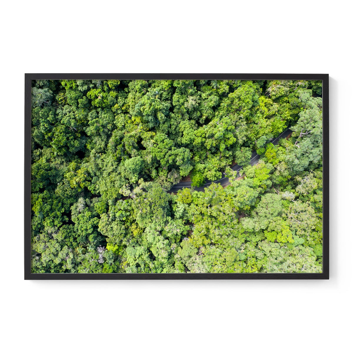 Cape Tribulation Road #3 - Framed Print