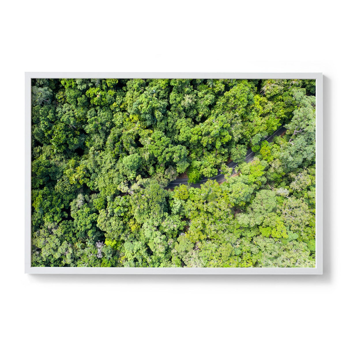 Cape Tribulation Road #3 - Framed Print