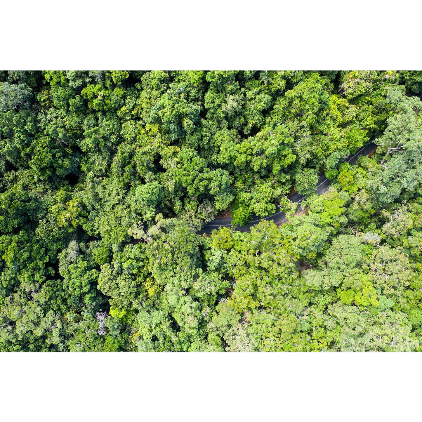 Cape Tribulation Road #3 - Framed Print