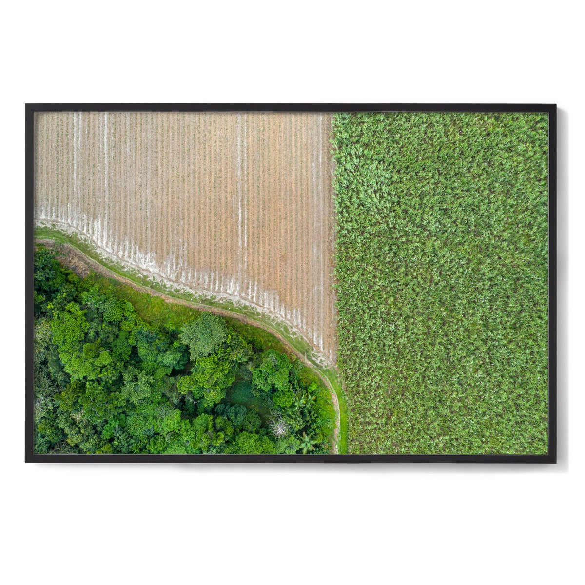 Cane Fields of Miallo Village #1 - Framed Print