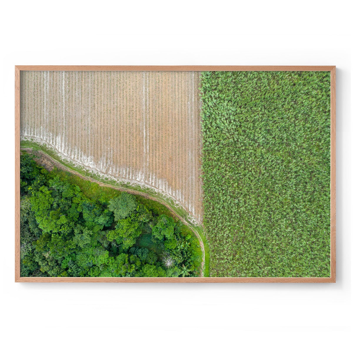 Cane Fields of Miallo Village #1 - Framed Print