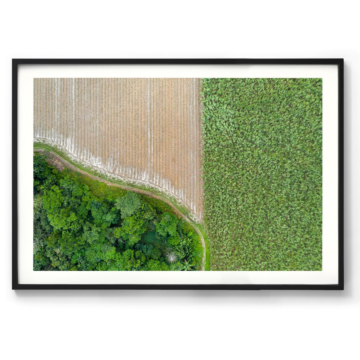 Cane Fields of Miallo Village #1 - Framed Print