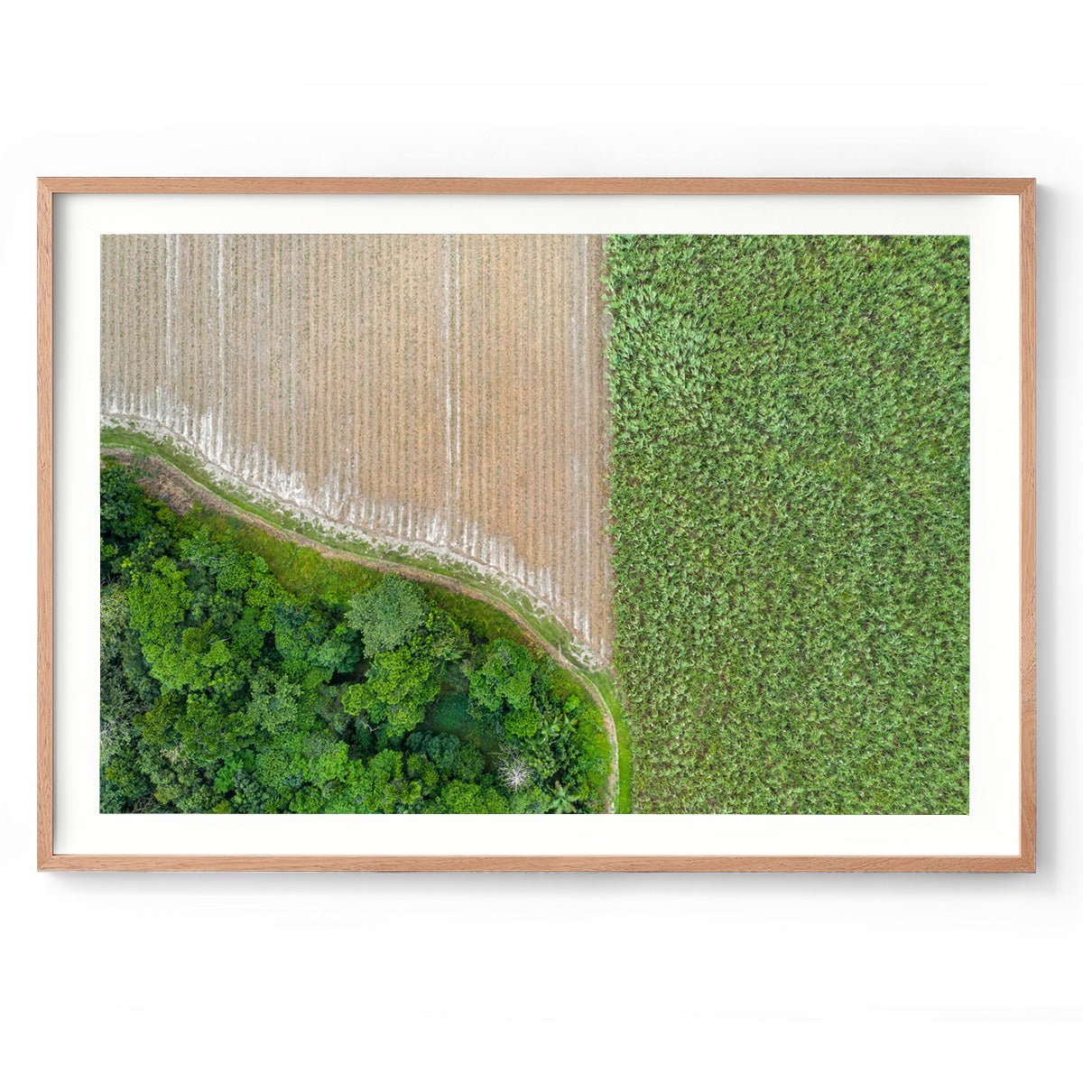 Cane Fields of Miallo Village #1 - Framed Print