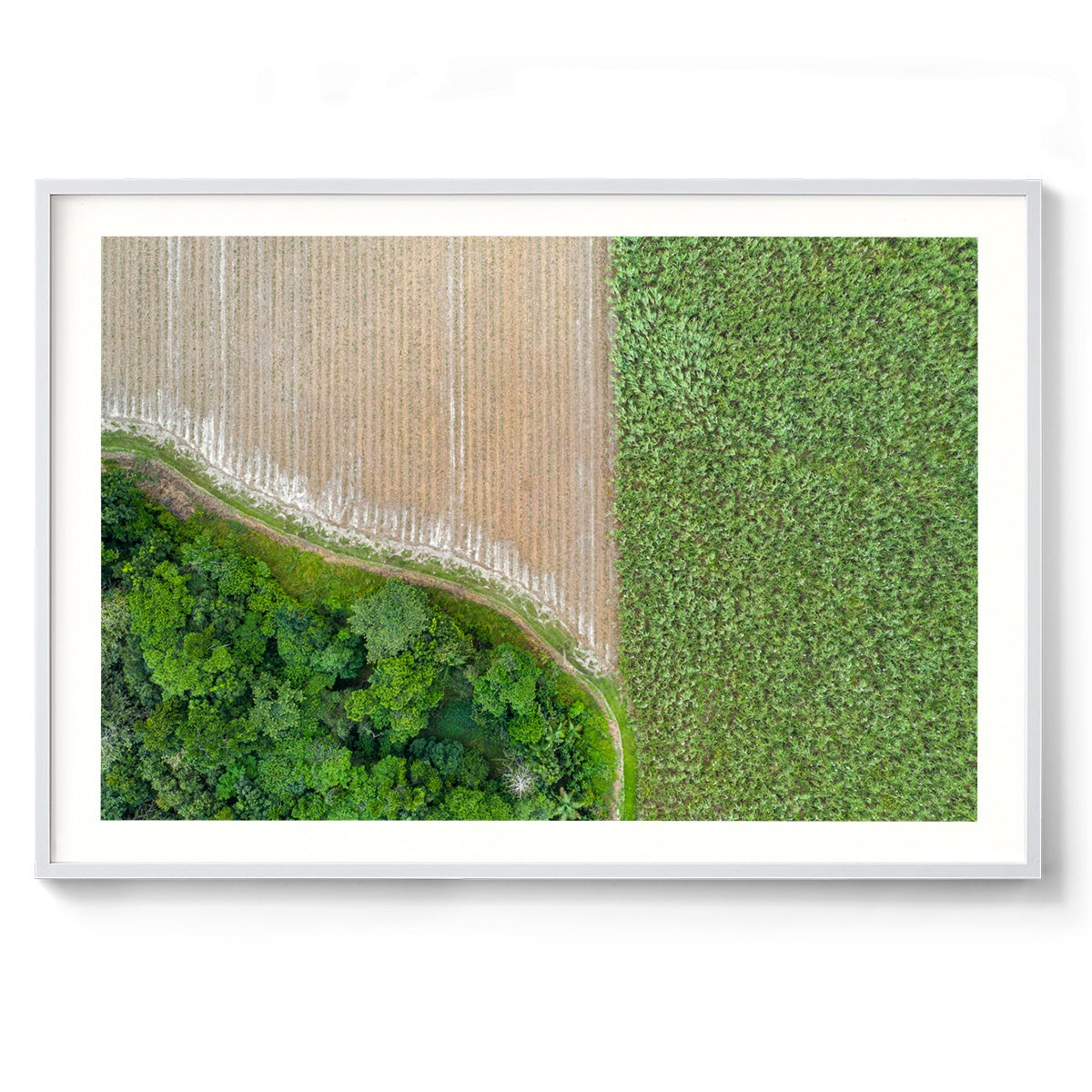 Cane Fields of Miallo Village #1 - Framed Print