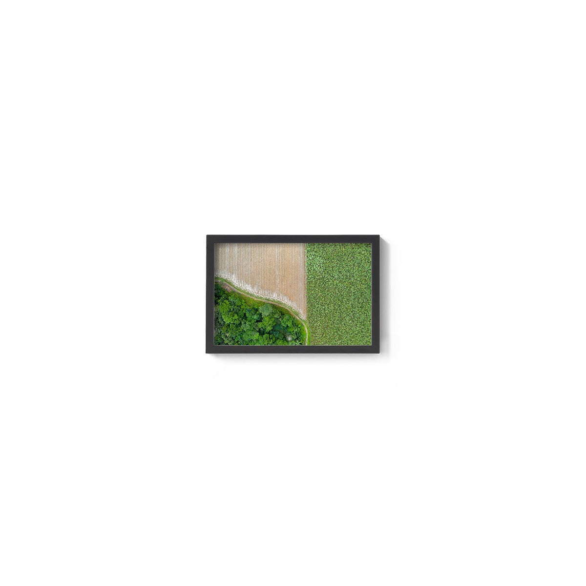 Cane Fields of Miallo Village #1 - Framed Print