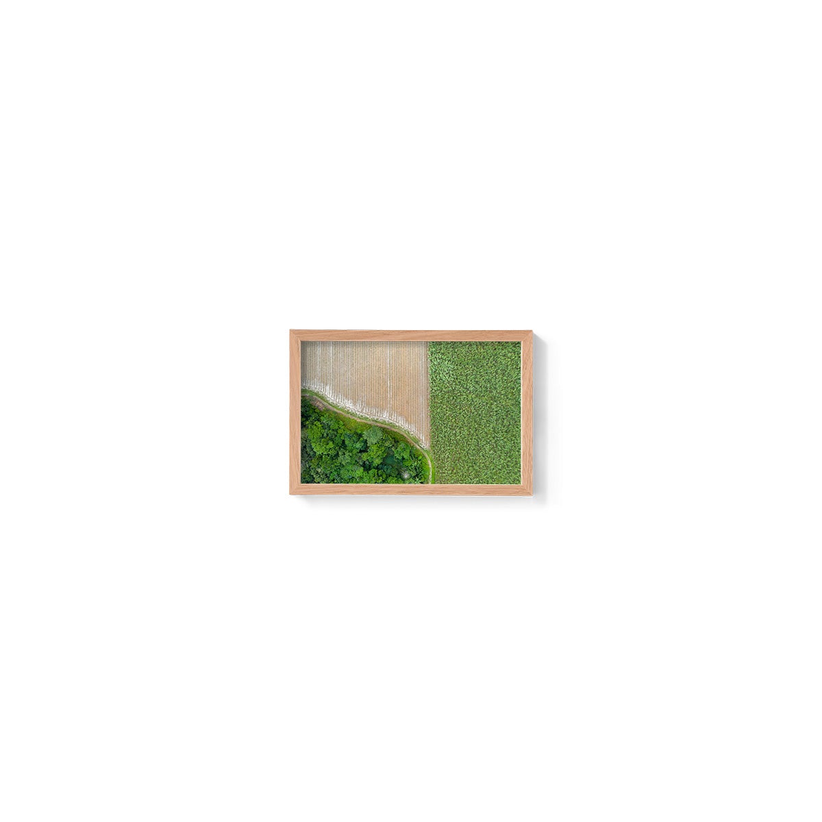 Cane Fields of Miallo Village #1 - Framed Print