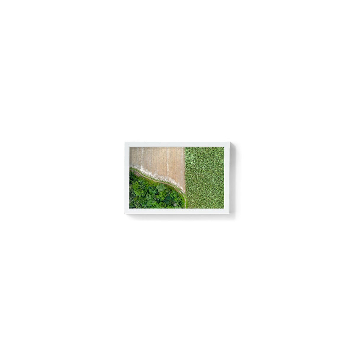 Cane Fields of Miallo Village #1 - Framed Print