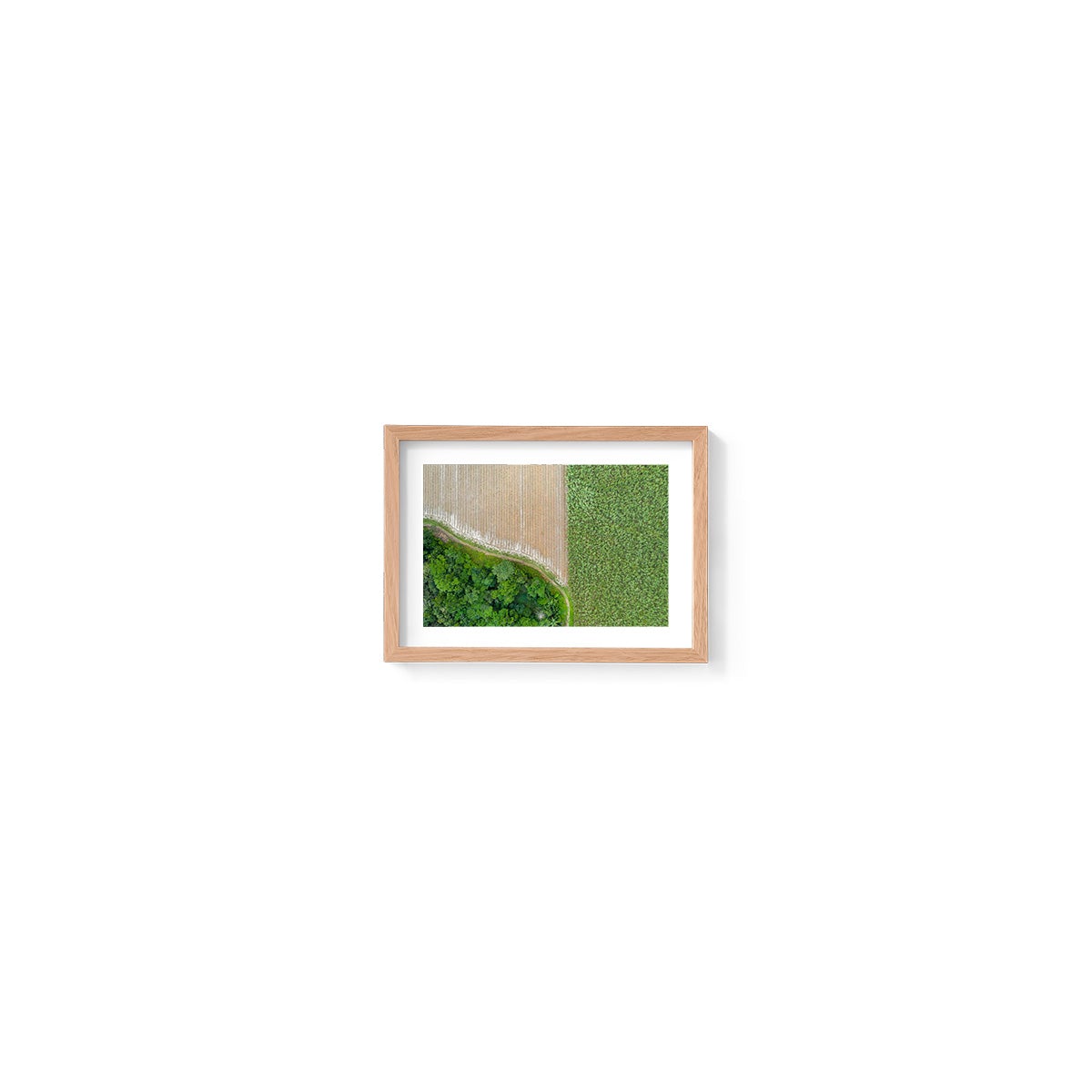 Cane Fields of Miallo Village #1 - Framed Print