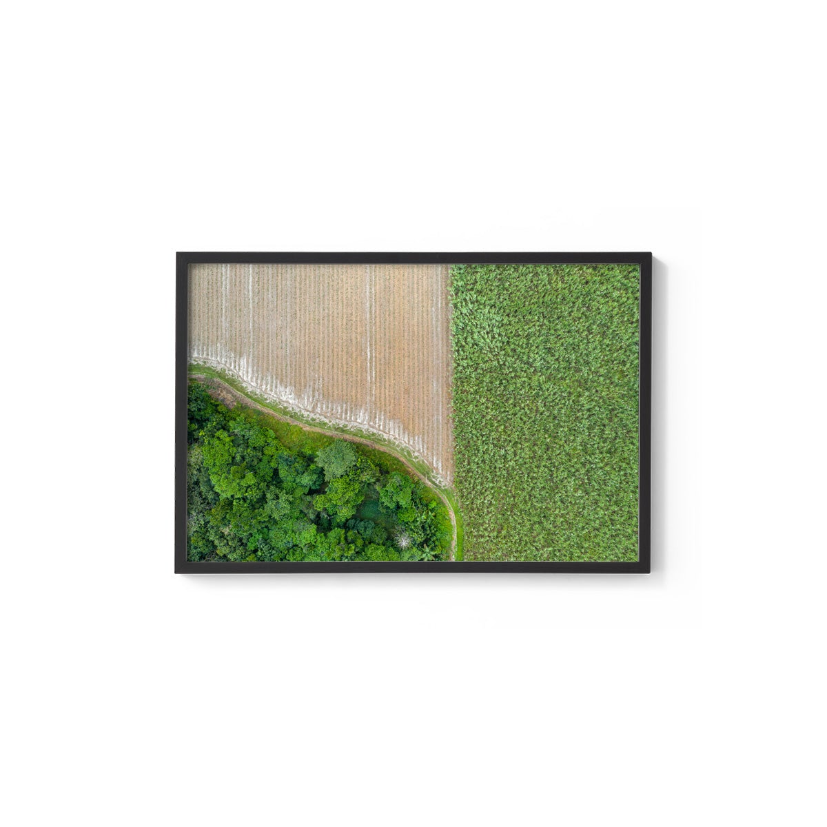 Cane Fields of Miallo Village #1 - Framed Print