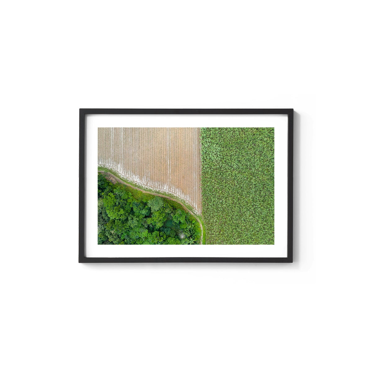 Cane Fields of Miallo Village #1 - Framed Print