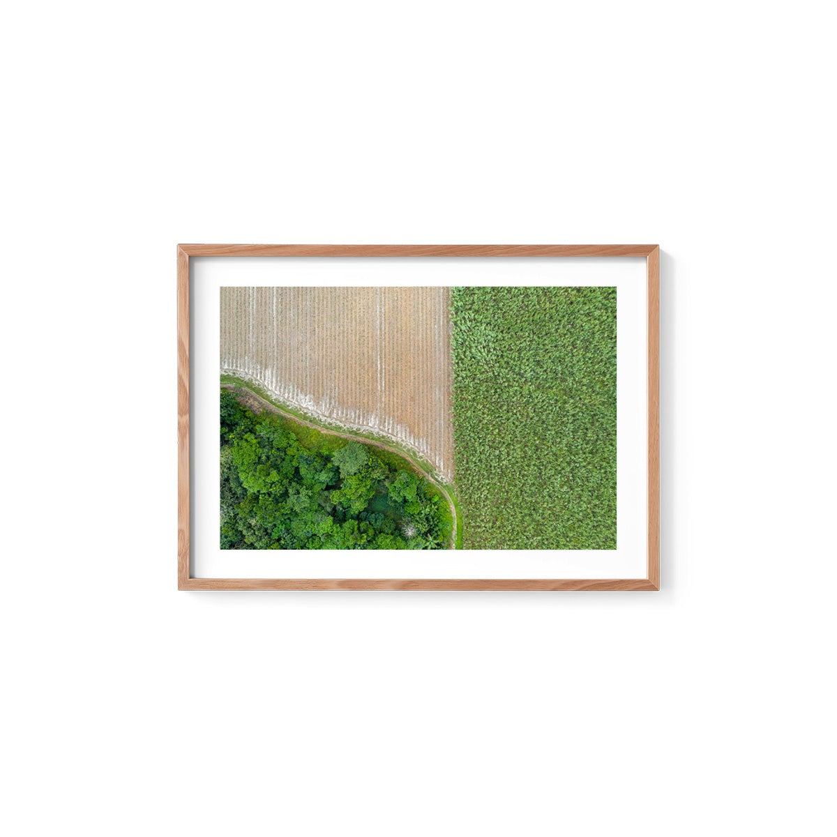 Cane Fields of Miallo Village #1 - Framed Print