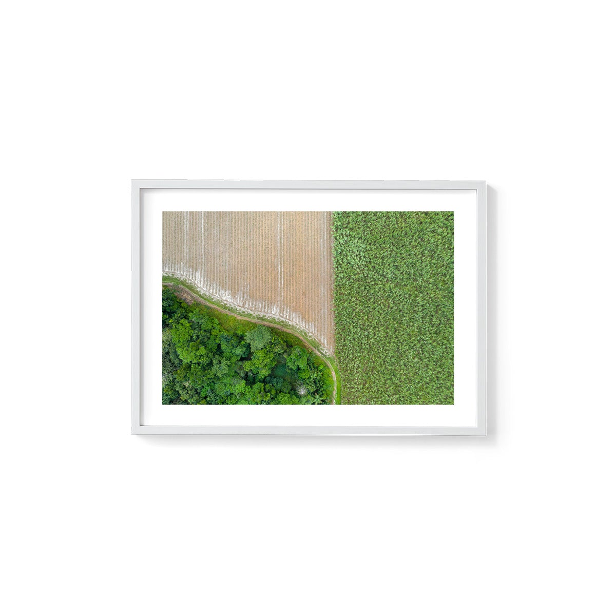 Cane Fields of Miallo Village #1 - Framed Print