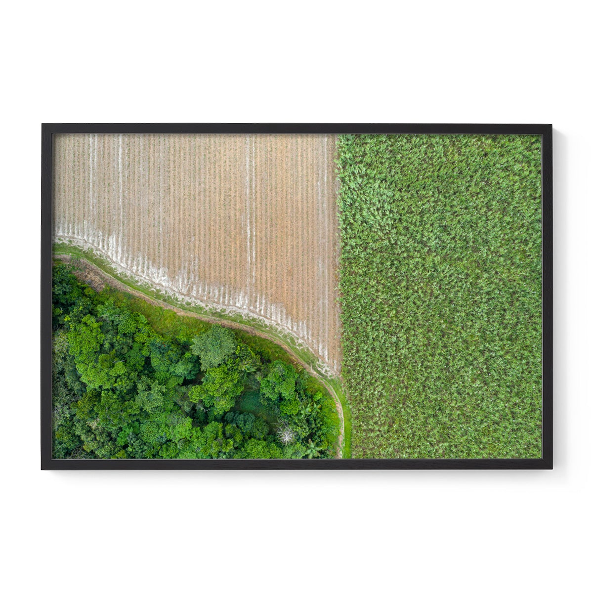 Cane Fields of Miallo Village #1 - Framed Print