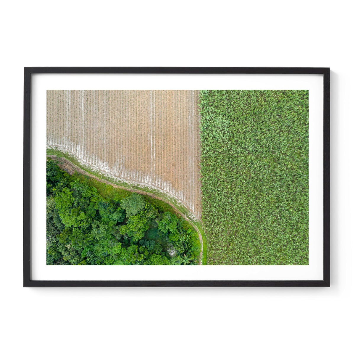 Cane Fields of Miallo Village #1 - Framed Print