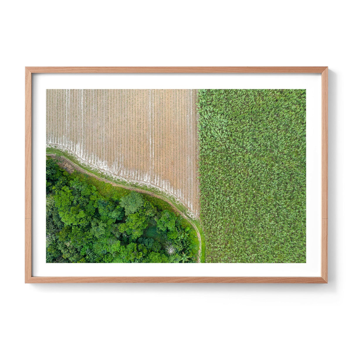 Cane Fields of Miallo Village #1 - Framed Print