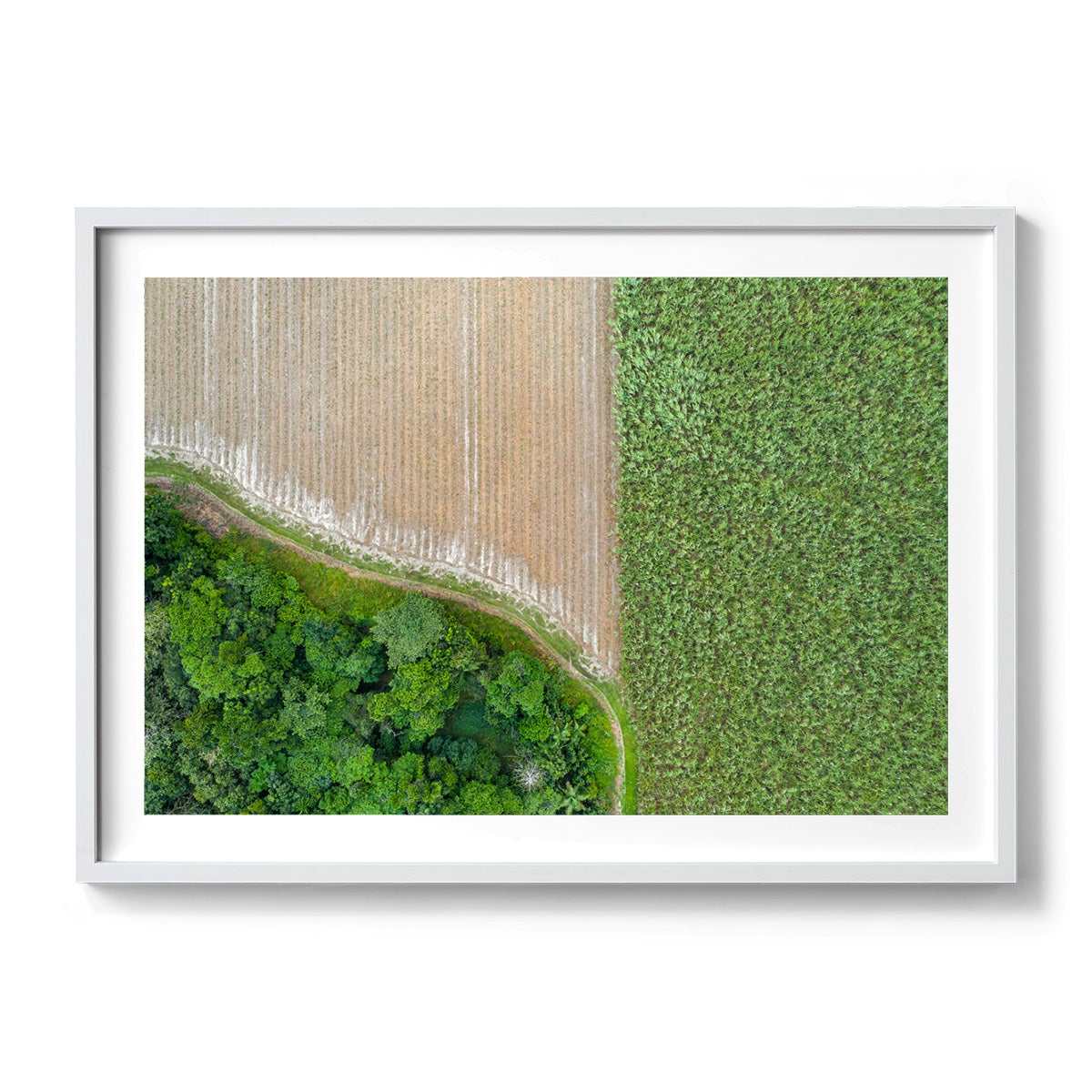 Cane Fields of Miallo Village #1 - Framed Print