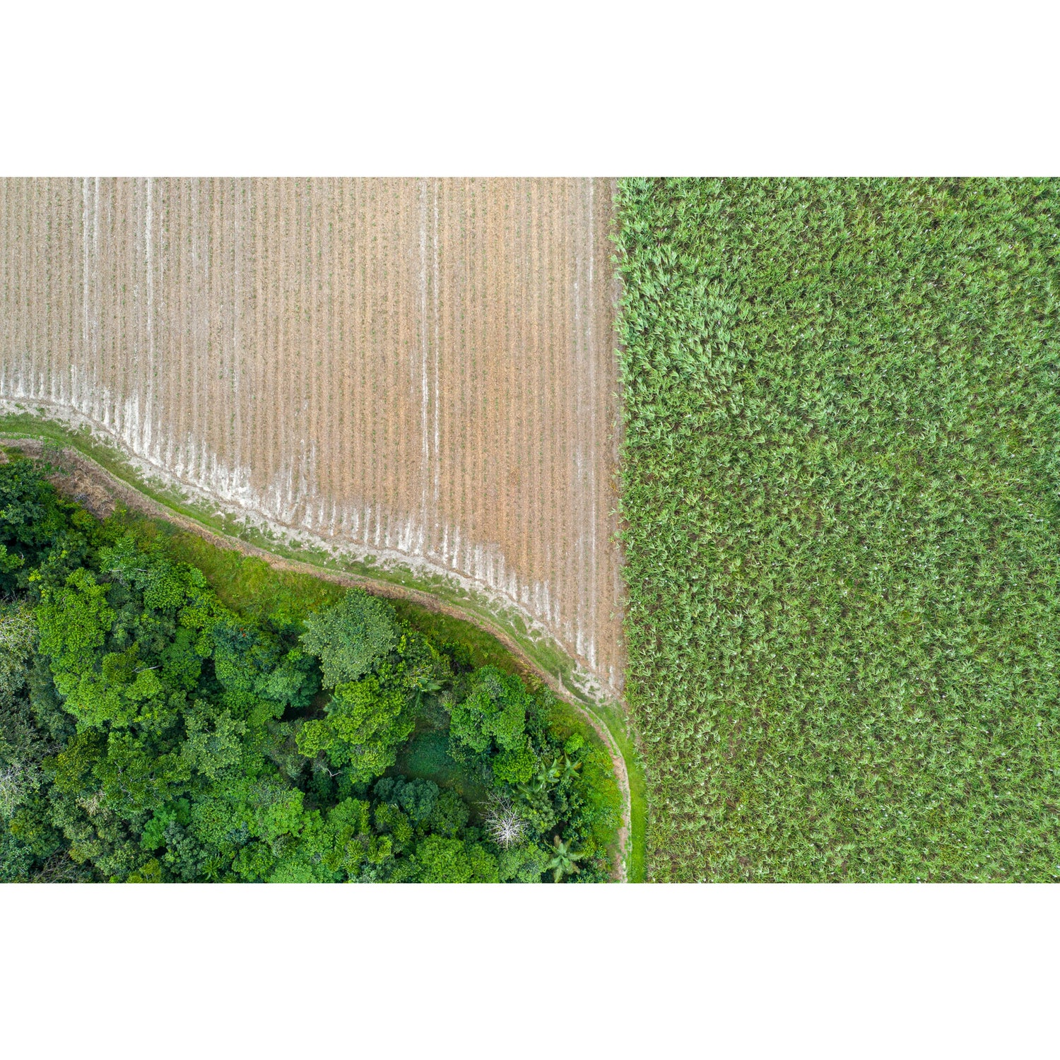 Cane Fields of Miallo Village #1 - Acrylic ICE Block