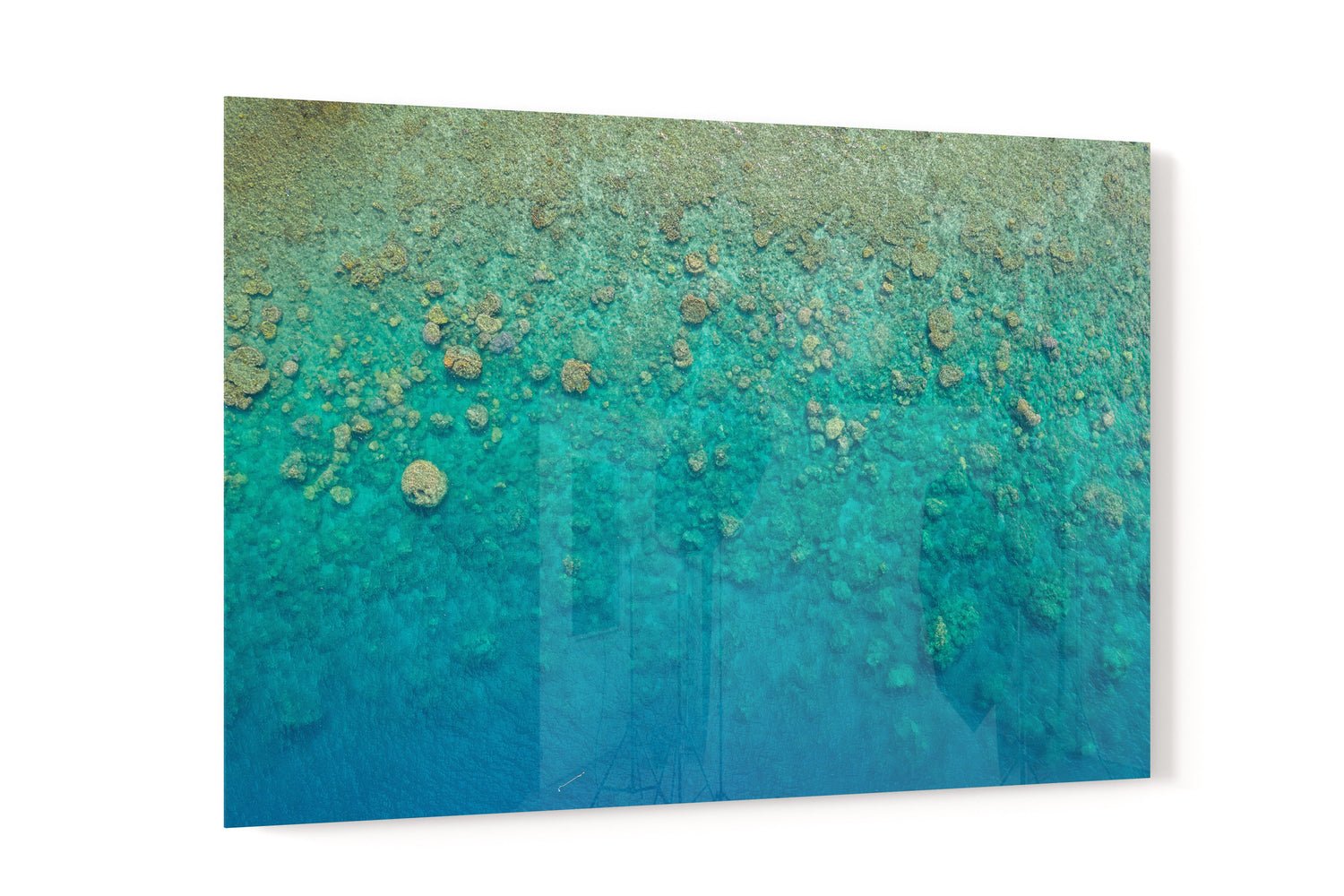 Blue Pearl Bay Coral - Acrylic Print