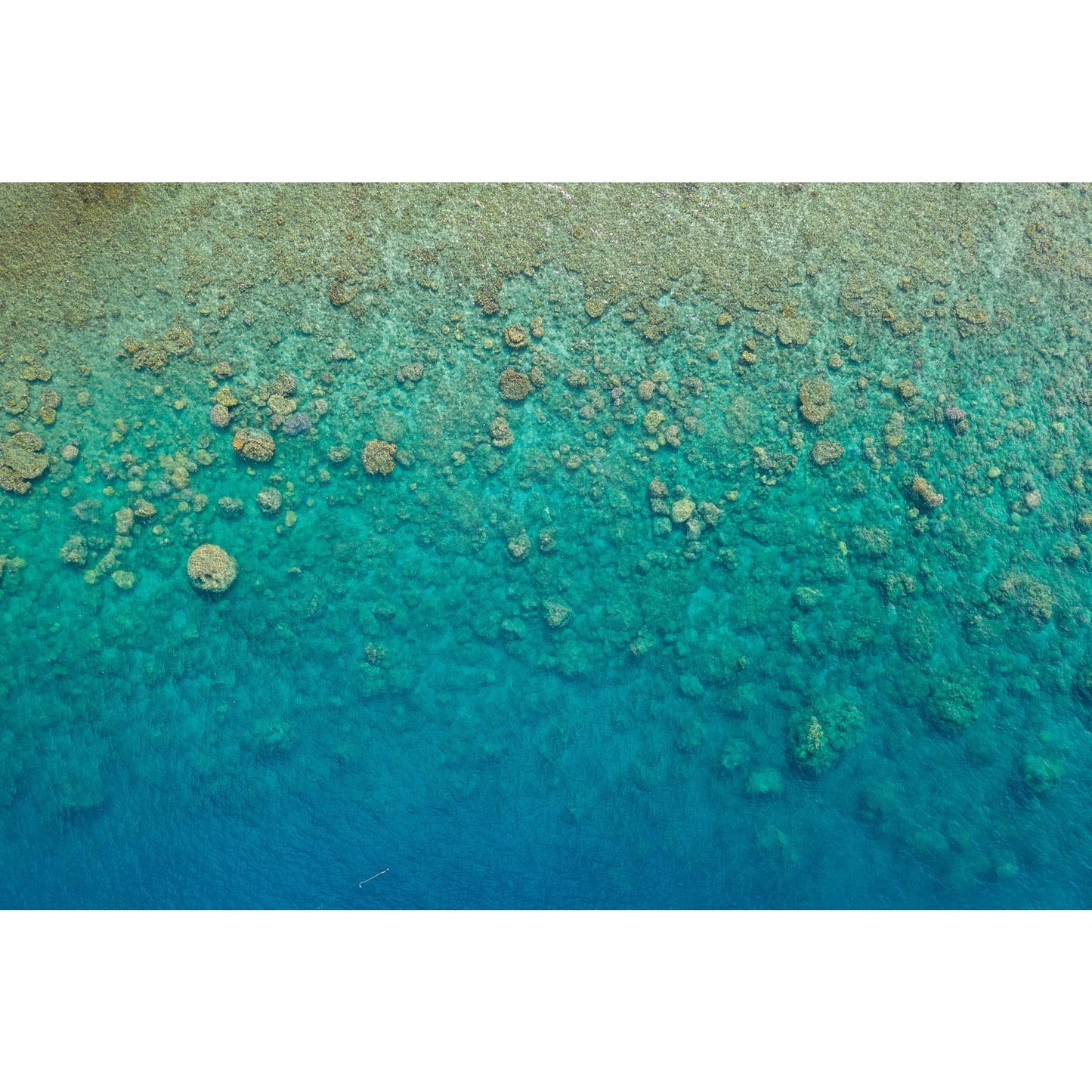 Blue Pearl Bay Coral - Framed Print