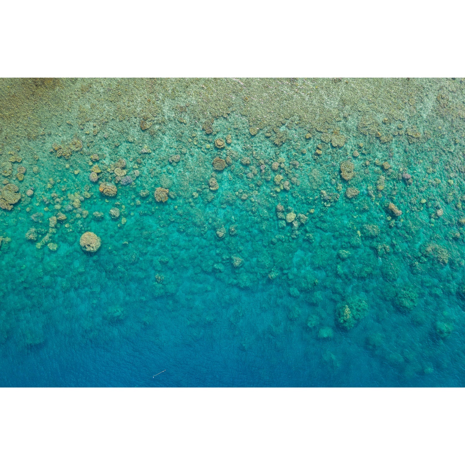 Blue Pearl Bay Coral - Acrylic Print